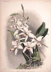 Laelia anceps, sin.: Laelia anceps var. sanderiana
